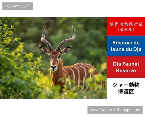 佛得角战胜喀麦隆，世界杯资格触手可及，佛得角vs喀麦隆